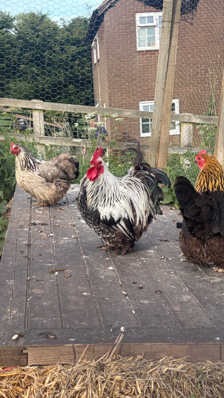 pekin hatching eggs