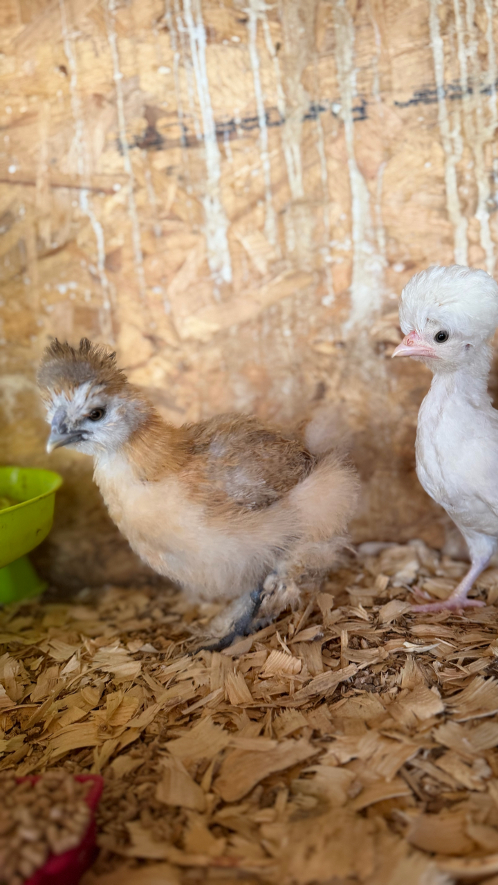 USA silkie chicks 3