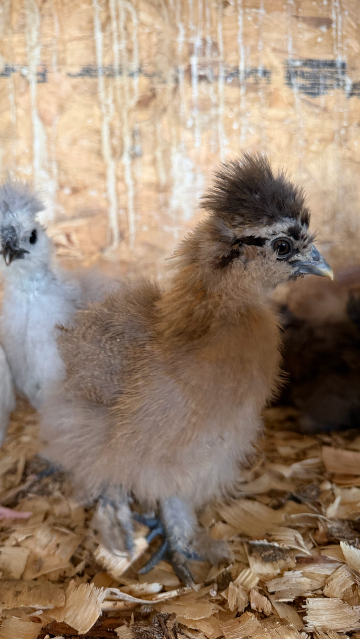 USA silkie chicks 2