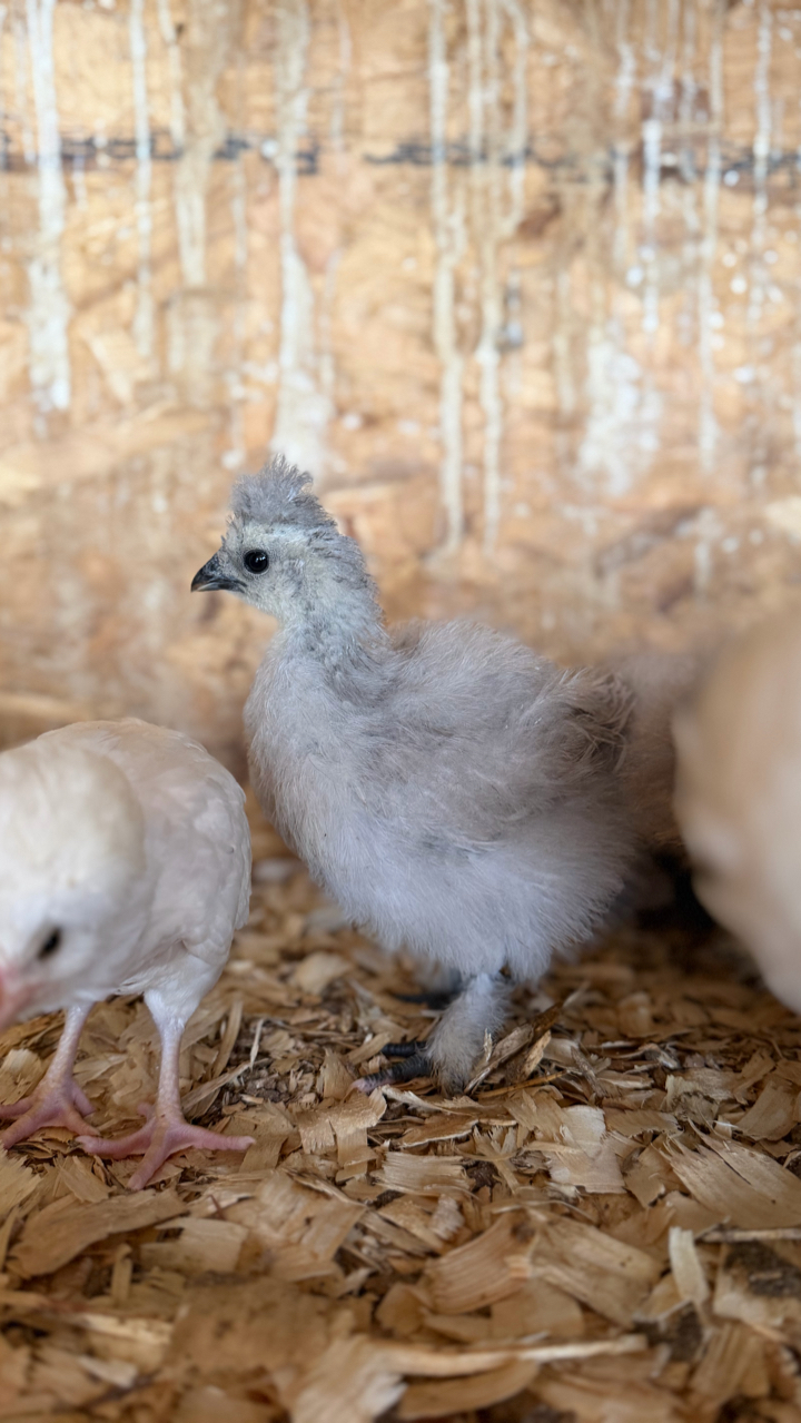 USA silkie chicks