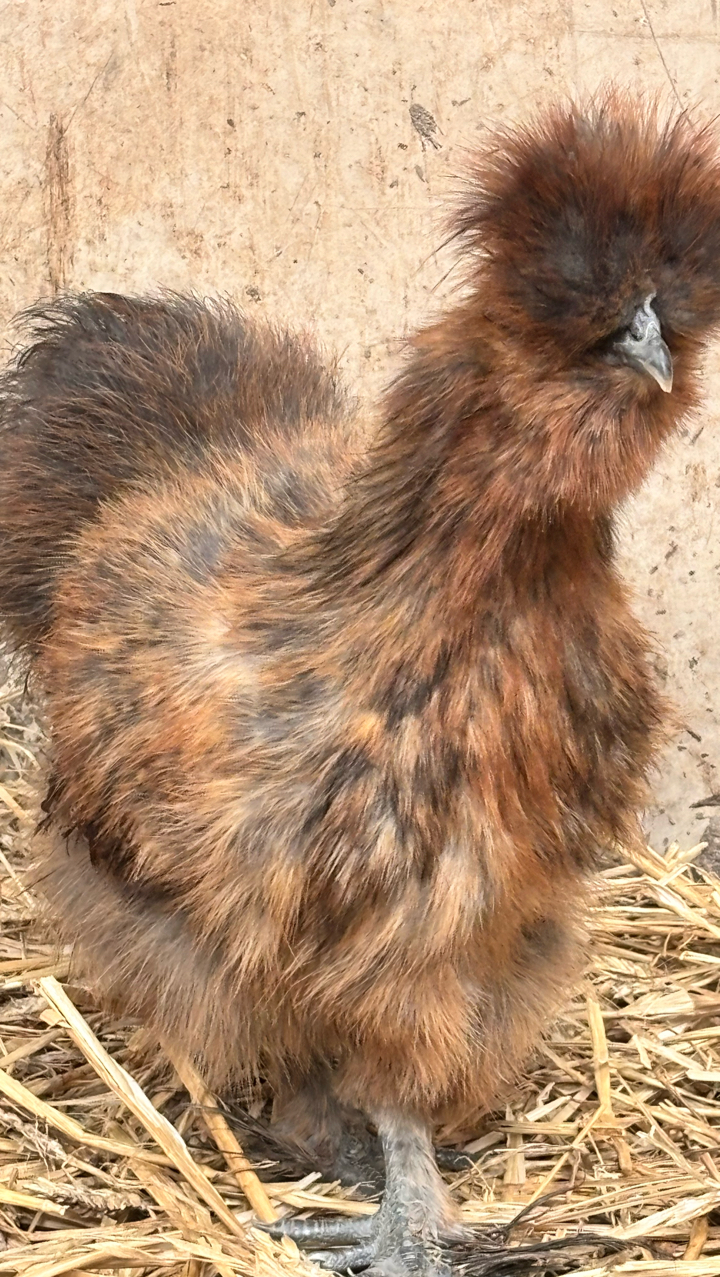 USA Silkie Hens and Chicks 3