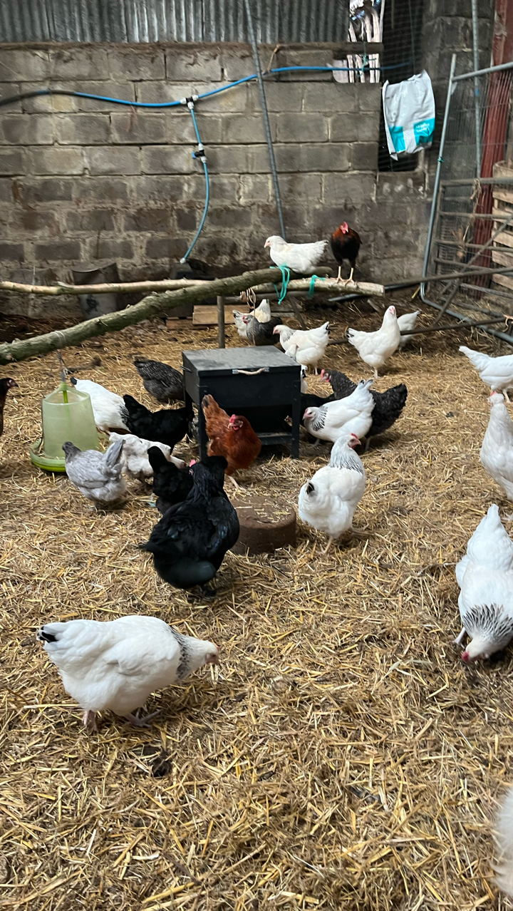 pol pullet 2