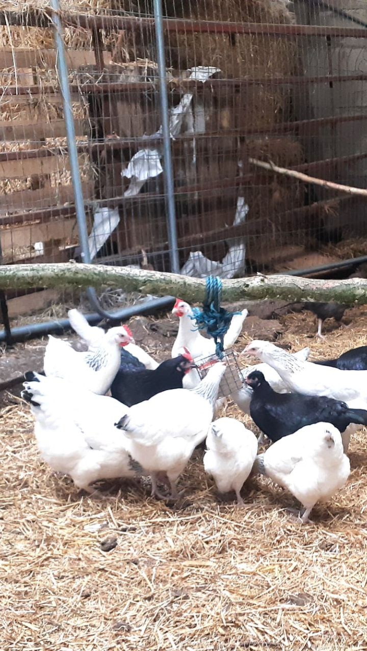 pol pullet