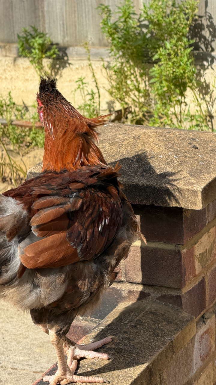 chicken