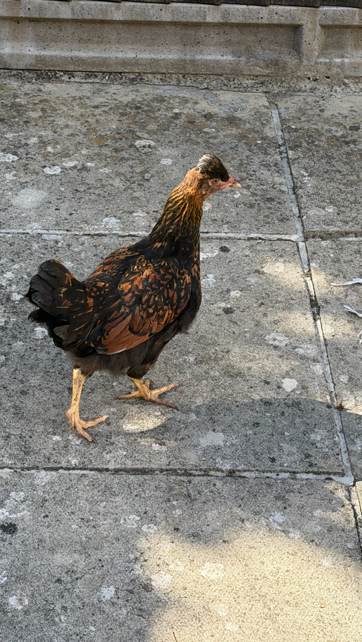 chicken 2