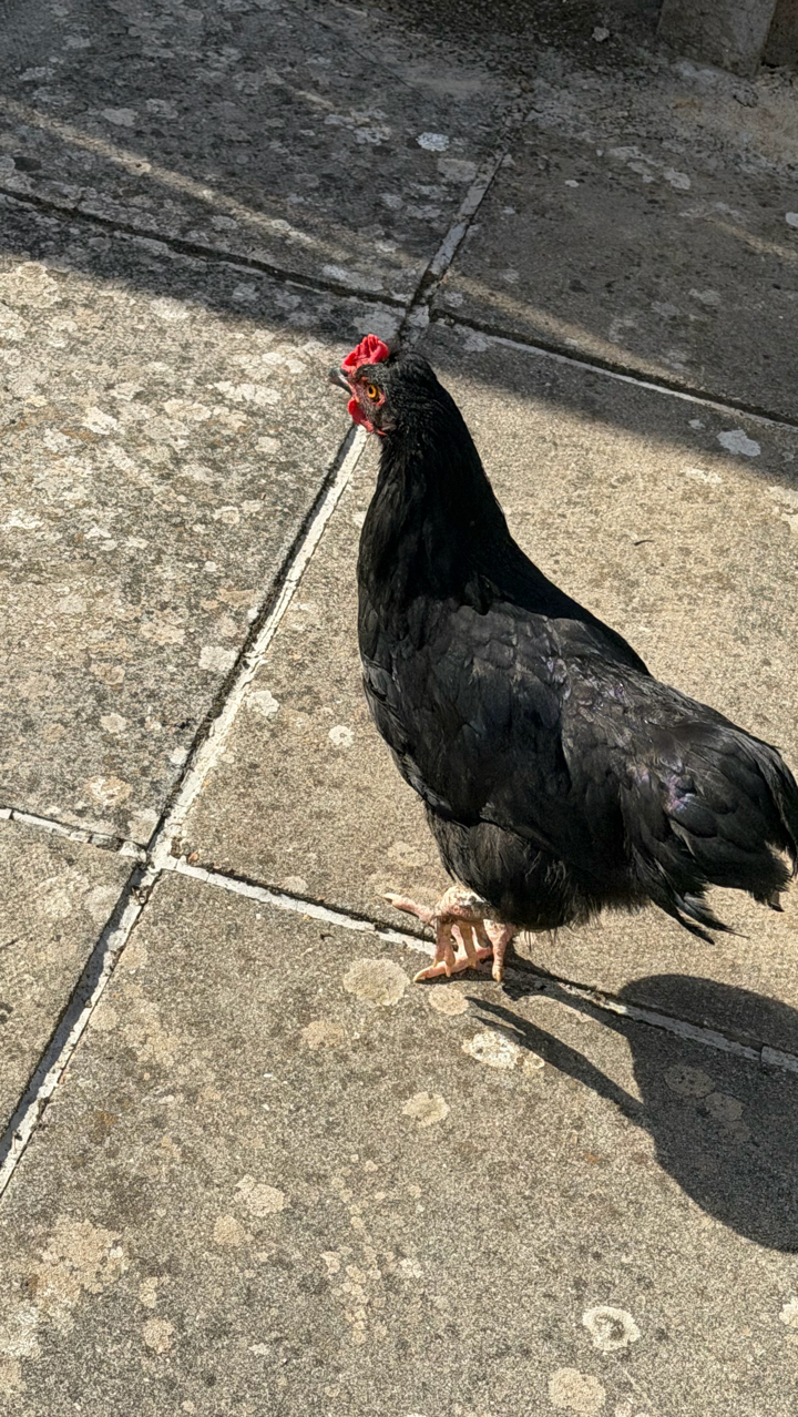 chicken 3
