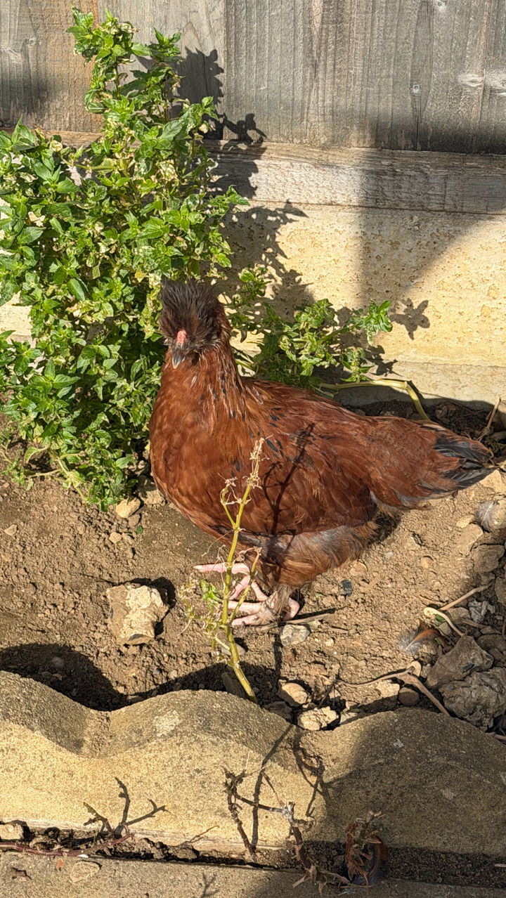 chicken 4