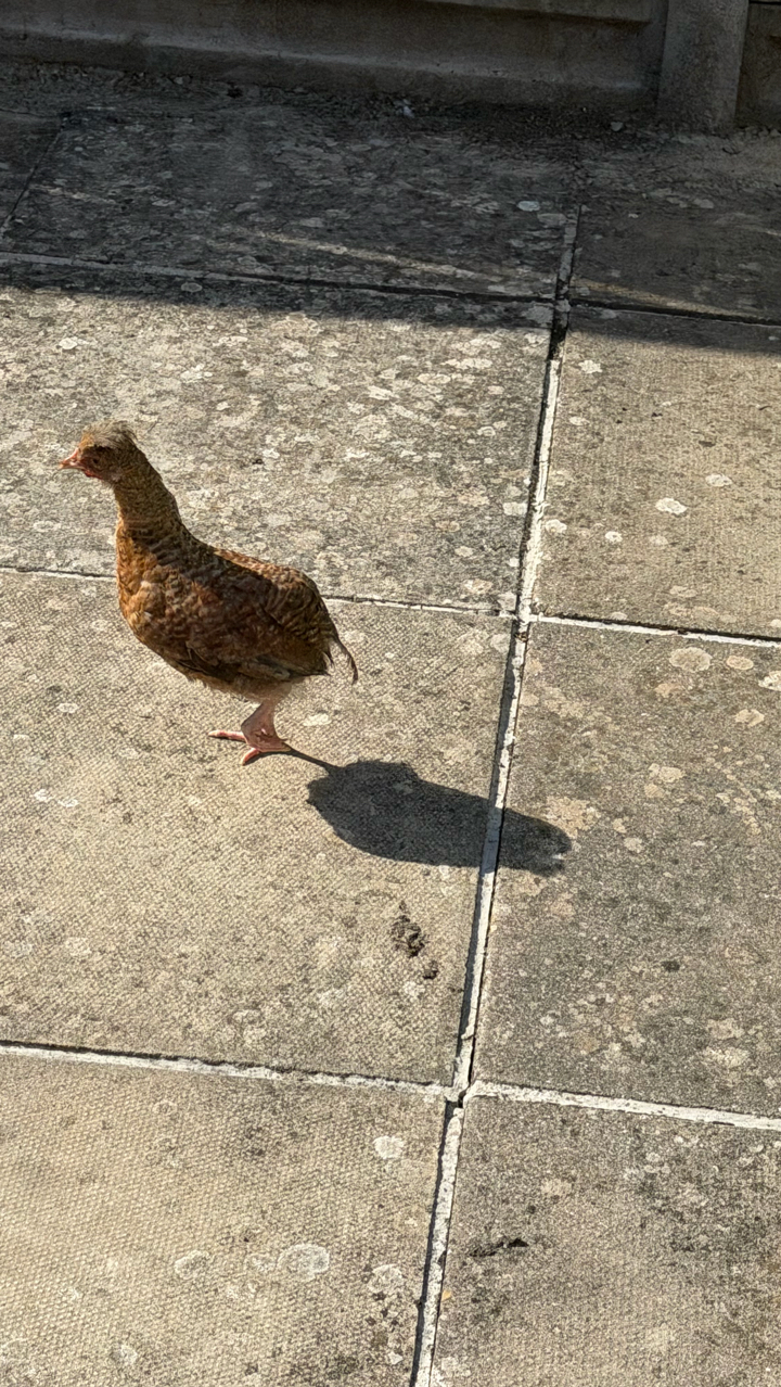 chicken 5