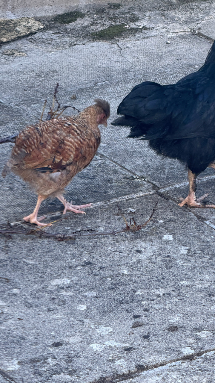 chicken 6