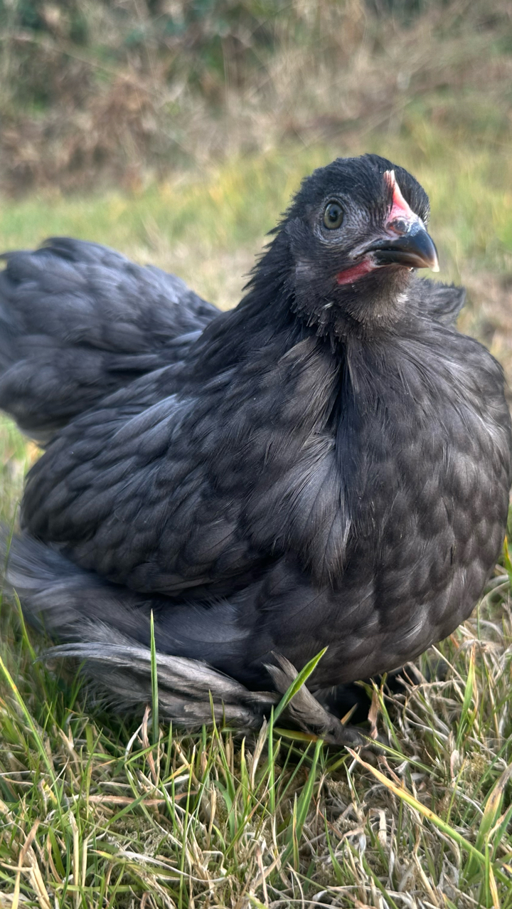 pekin pullets