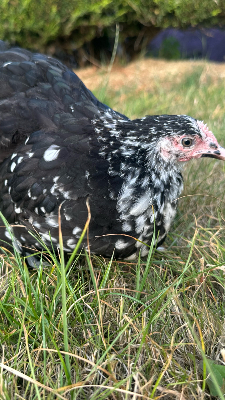 pekin pullets 2