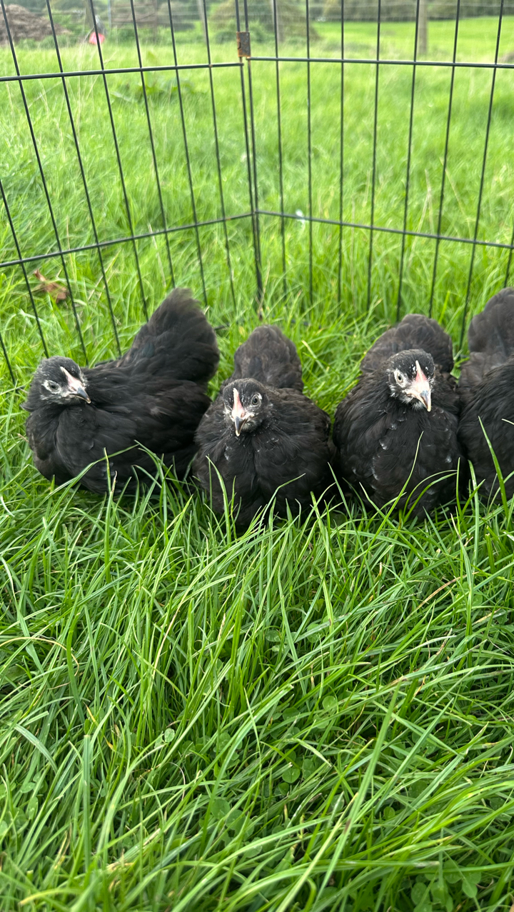 pekin pullets 2