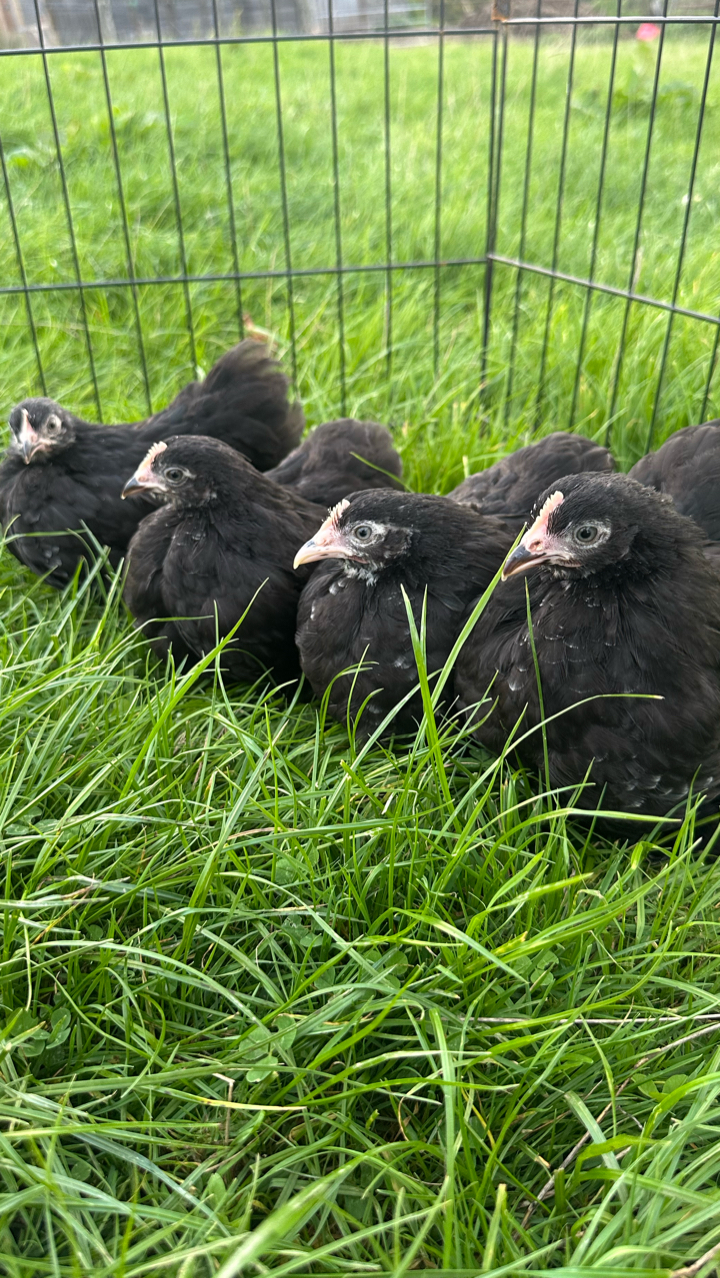 pekin pullets