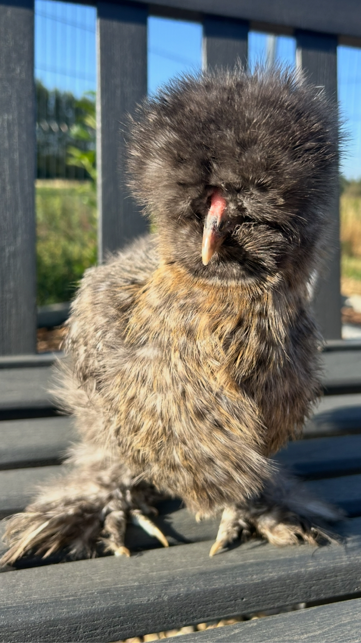 6x USA Silkie Hatching Eggs for Sale 🐣 (Delivery or Collection) 3