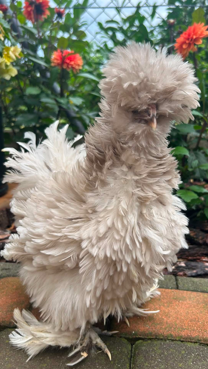 6x USA Silkie Hatching Eggs for Sale 🐣 (Delivery or Collection) 9