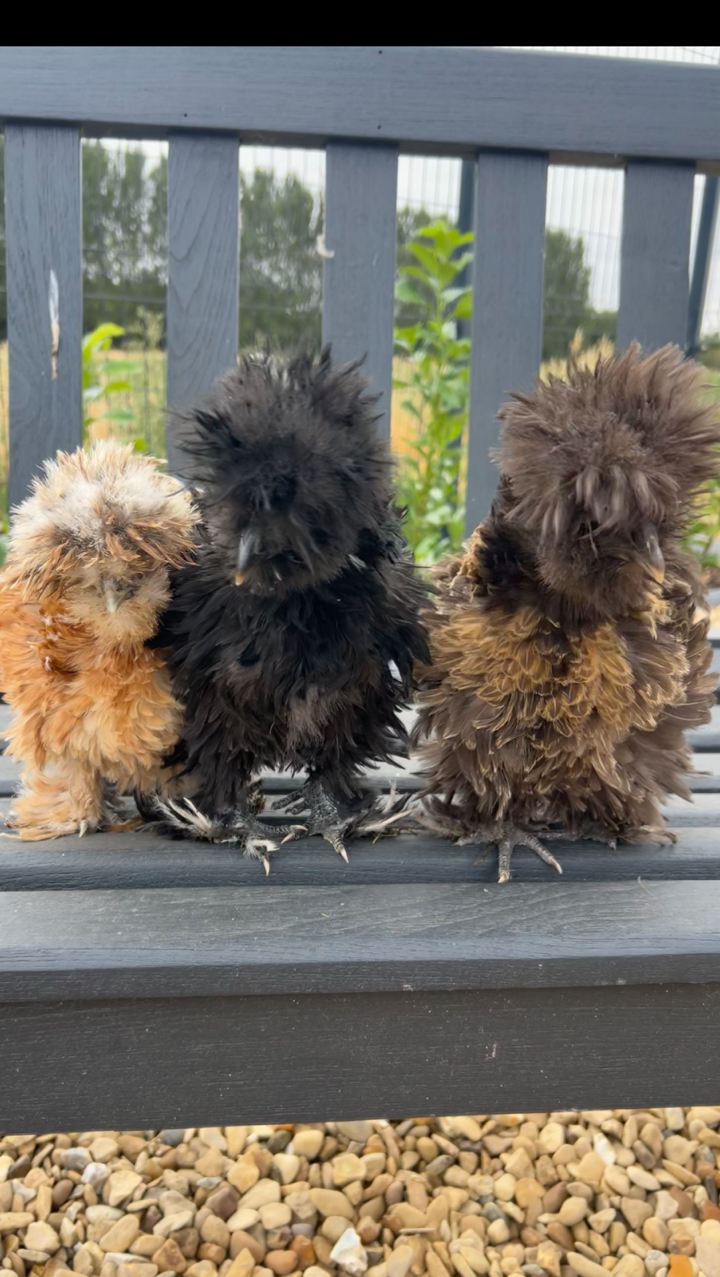 6x USA Silkie Hatching Eggs for Sale 🐣 (Delivery or Collection) 10
