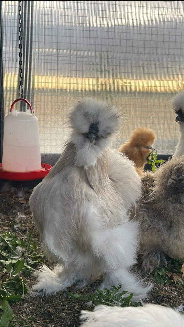6x USA Silkie Hatching Eggs for Sale 🐣 (Delivery or Collection) 2
