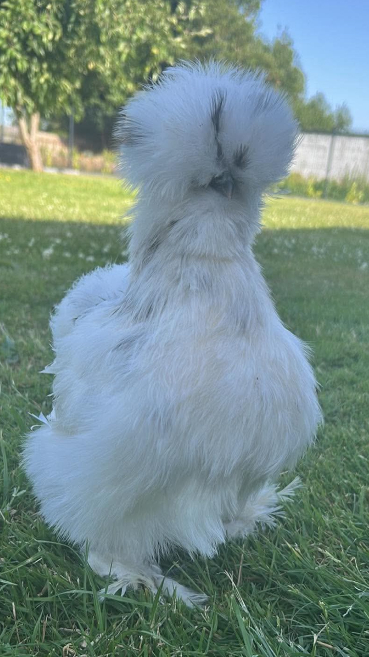 6x USA Silkie Hatching Eggs for Sale 🐣 (Delivery or Collection) 8