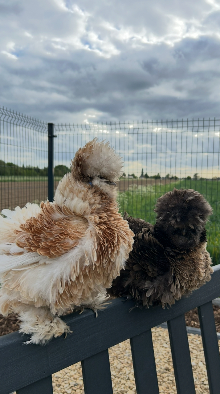 6x USA Silkie Hatching Eggs for Sale 🐣 (Delivery or Collection)