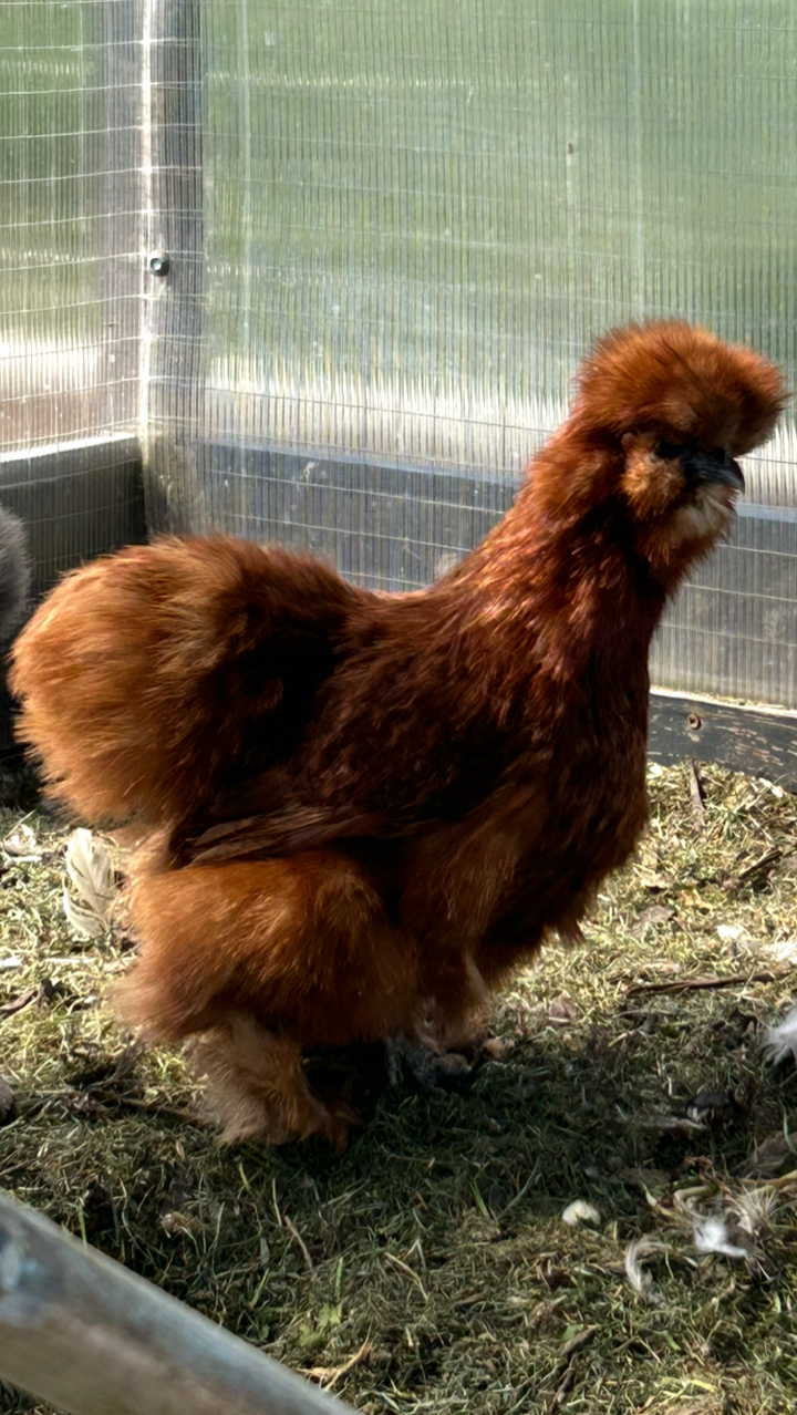 6x USA Silkie Hatching Eggs for Sale 🐣 (Delivery or Collection) 6