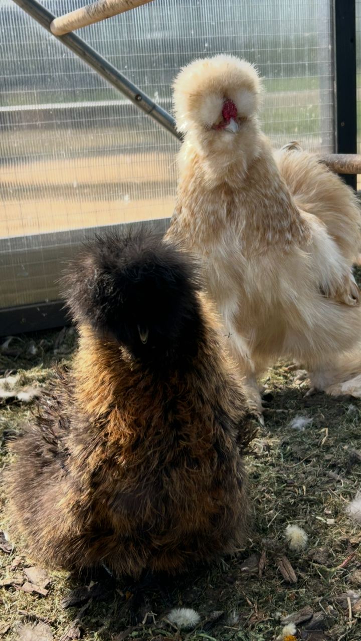 6x USA Silkie Hatching Eggs for Sale 🐣 (Delivery or Collection) 5