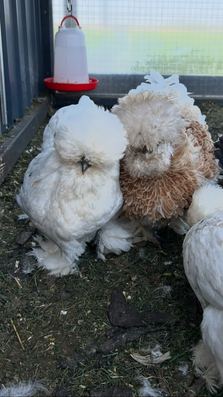 6x USA Silkie Hatching Eggs for Sale 🐣 (Delivery or Collection) 7