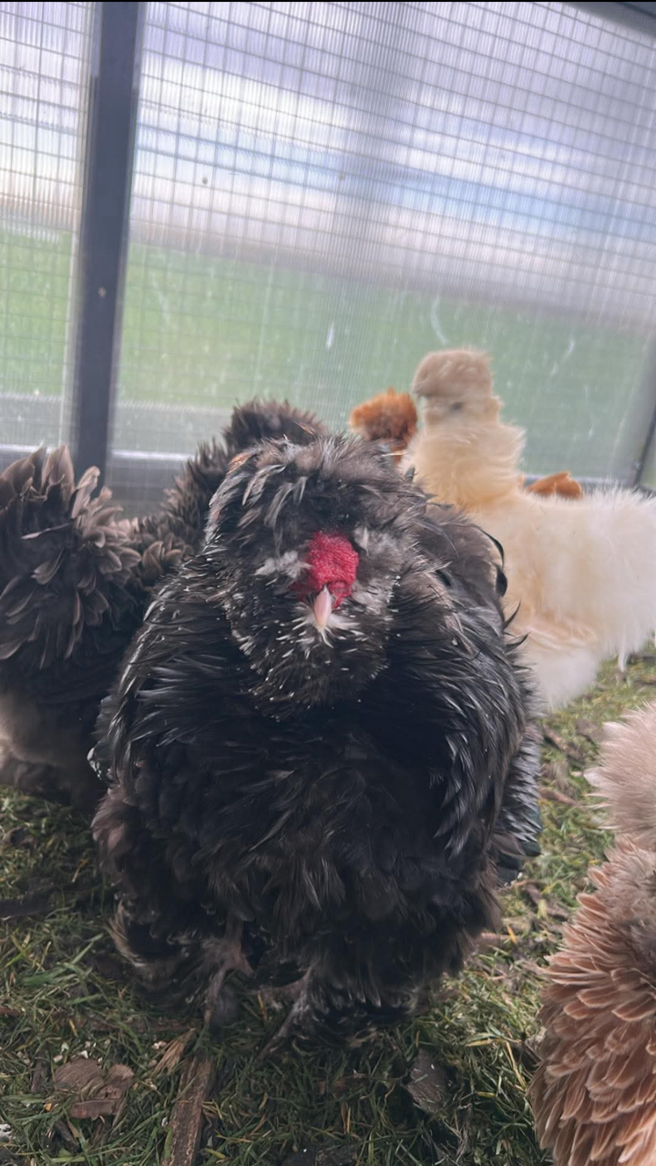 6x USA Silkie Hatching Eggs for Sale 🐣 (Delivery or Collection) 4