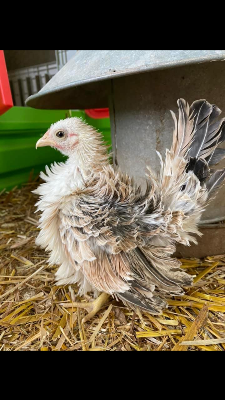 Mini Serama Hatching eggs x6 8