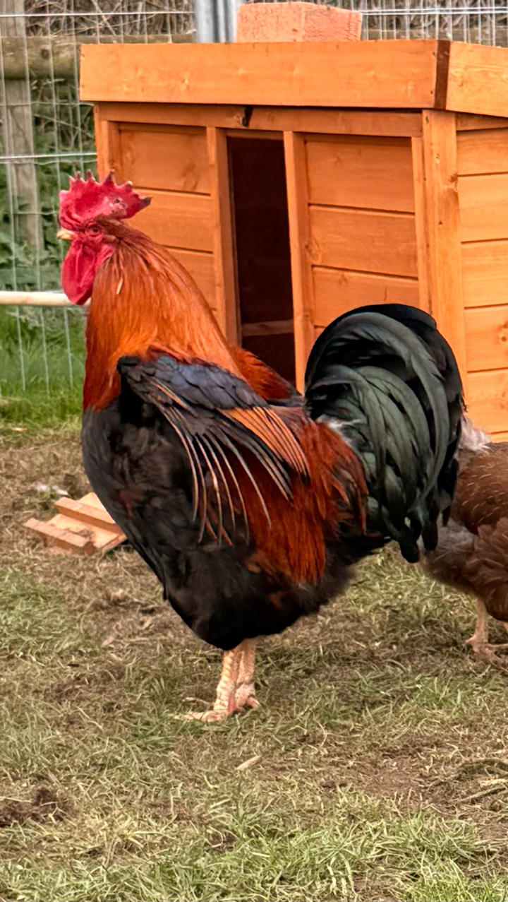 6 x Welsummer Hatching Eggs