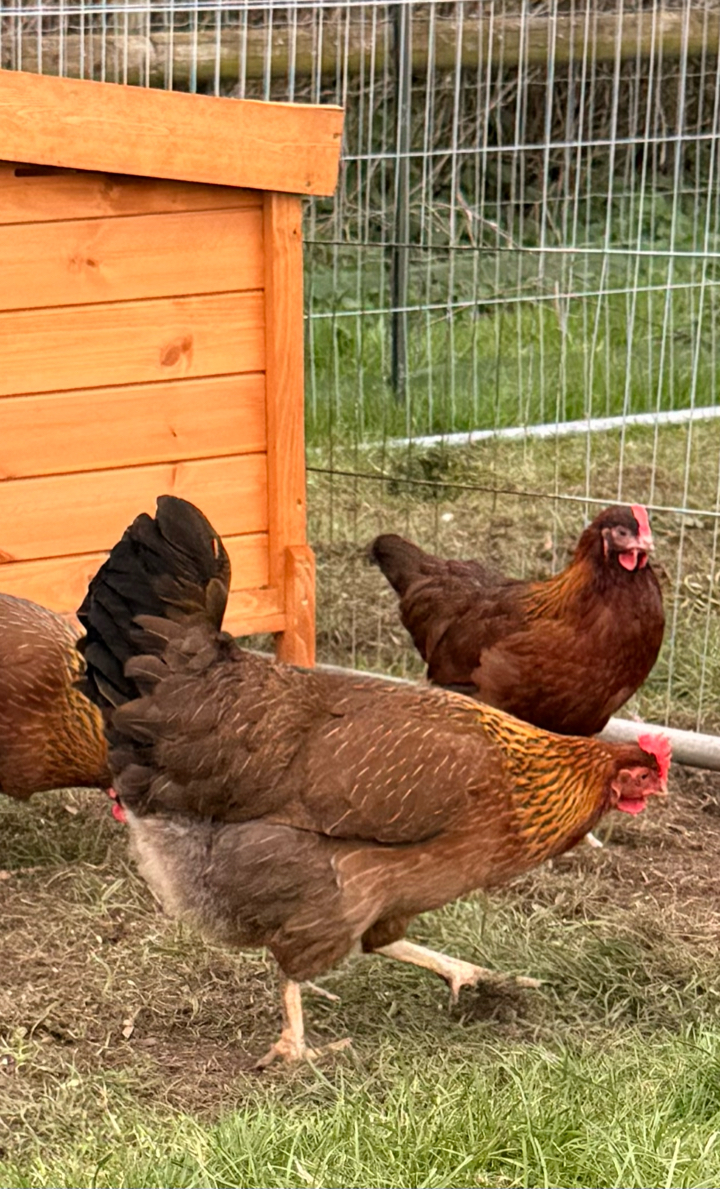 6 x Welsummer Hatching Eggs 2