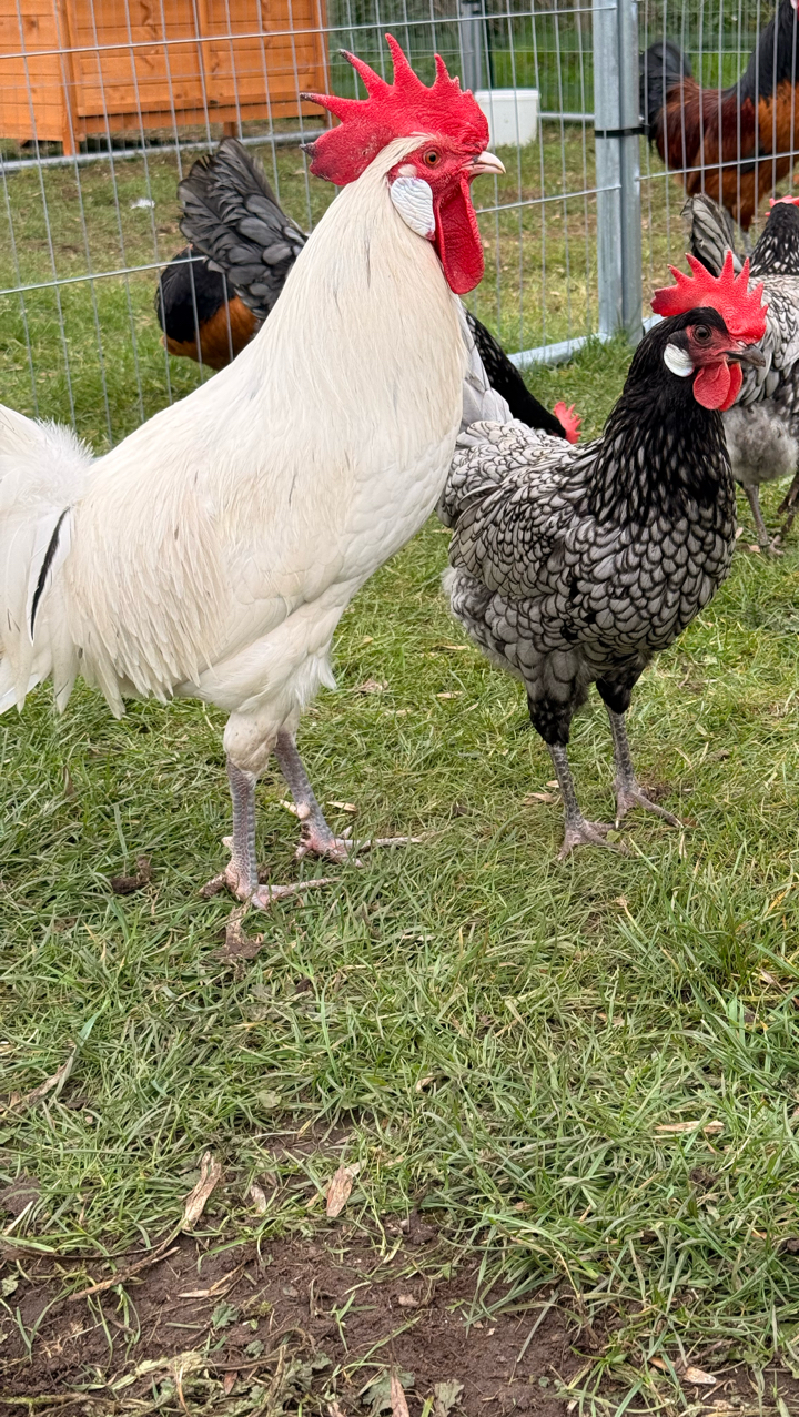 6 x Andalusian Hatching Eggs