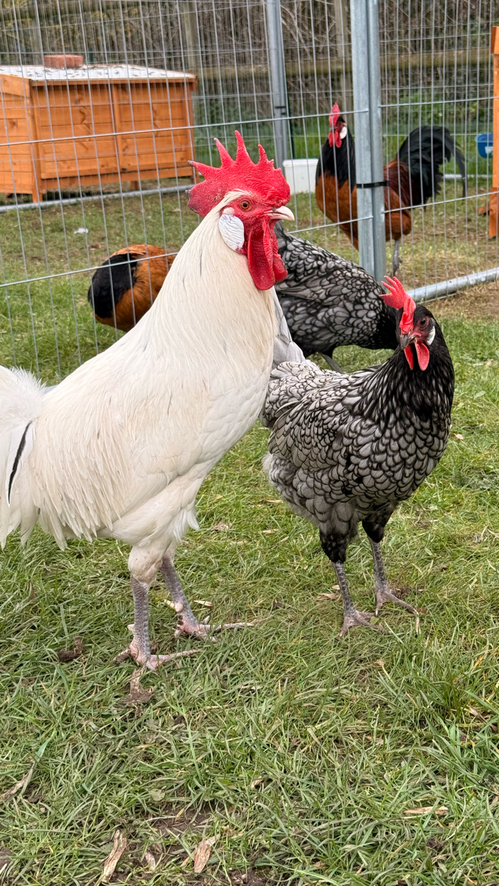 6 x Andalusian Hatching Eggs 3