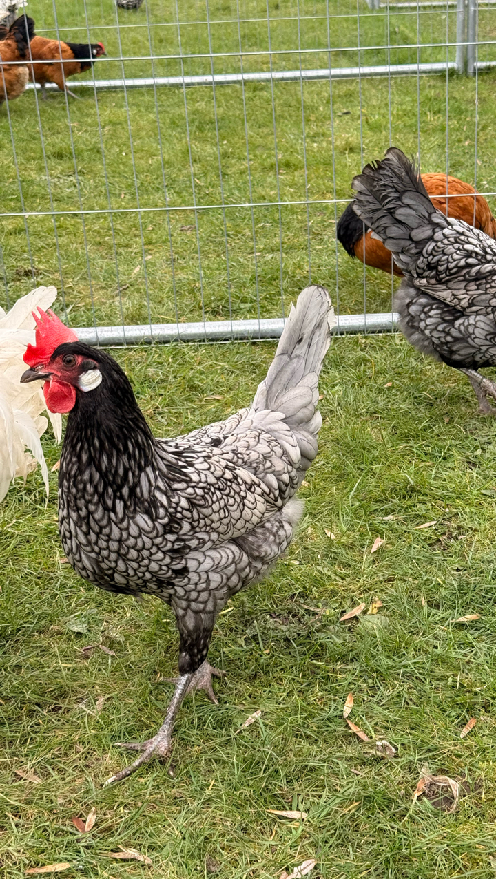 6 x Andalusian Hatching Eggs 2