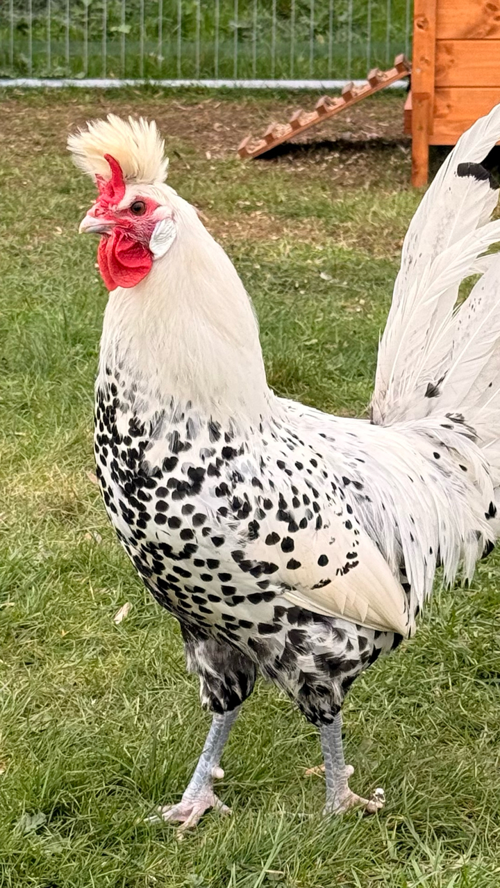 6 x Appenzeller Spitzhauben Hatching Eggs