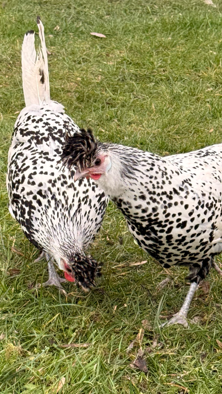 6 x Appenzeller Spitzhauben Hatching Eggs 2