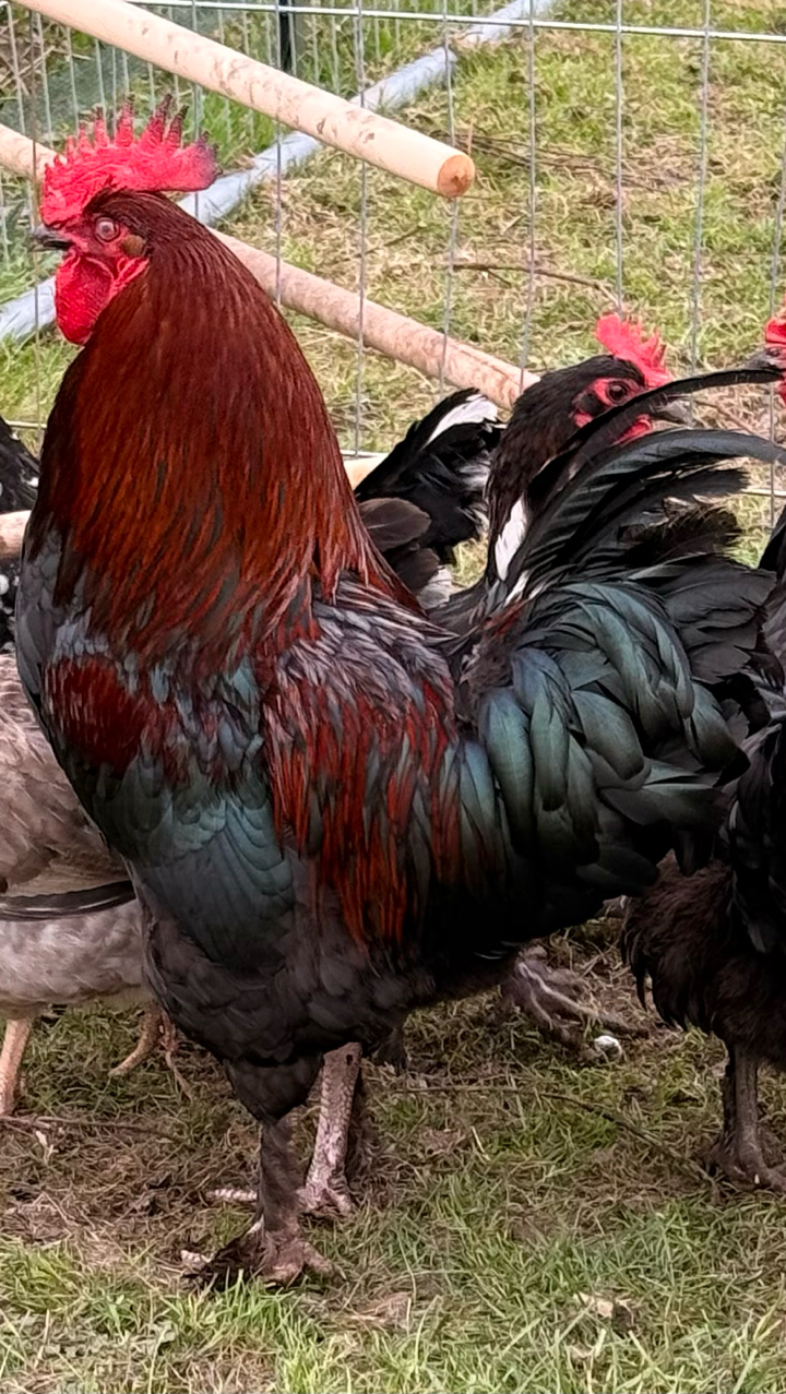 6 x French Copper Black Maran Hatching Eggs