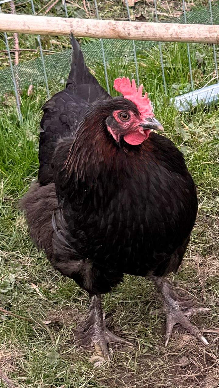 6 x French Copper Black Maran Hatching Eggs 2