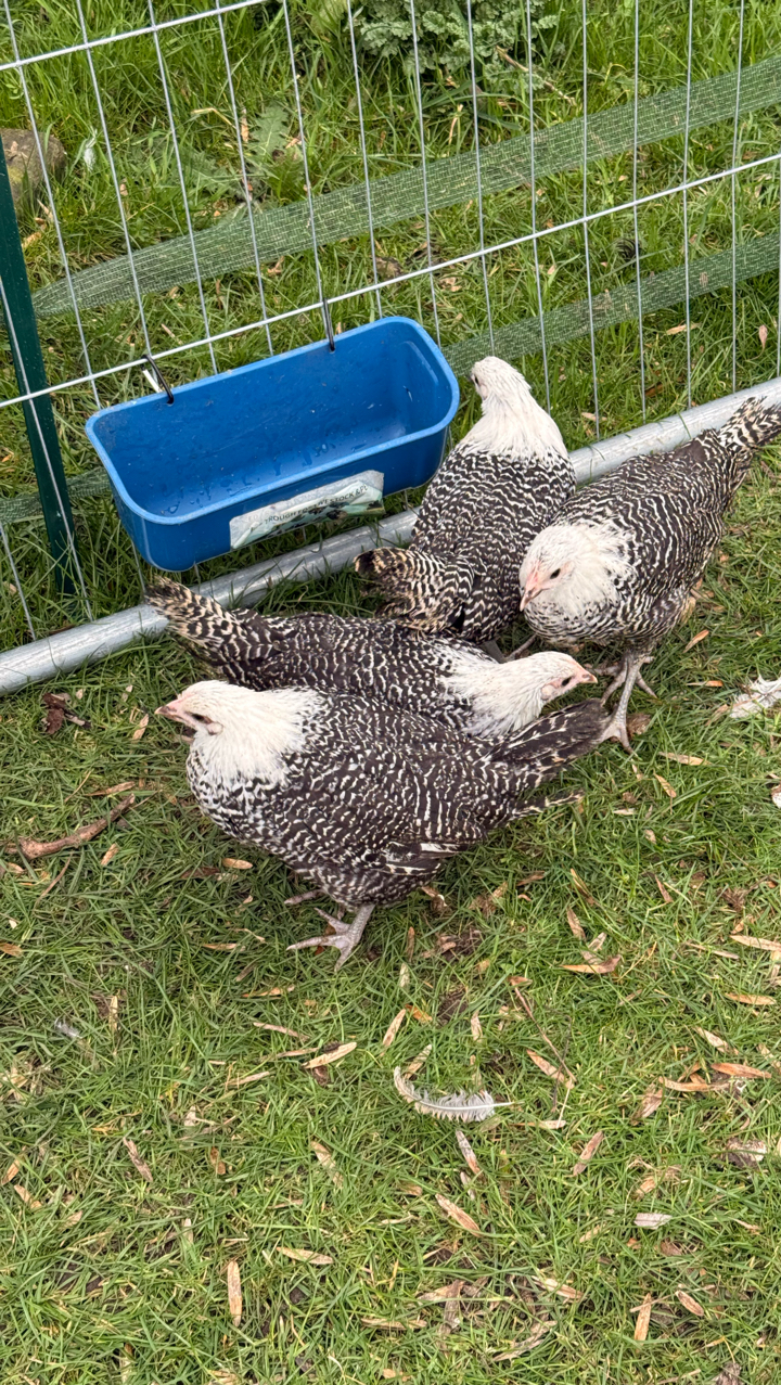 Silver Campine Hatching Eggs 3