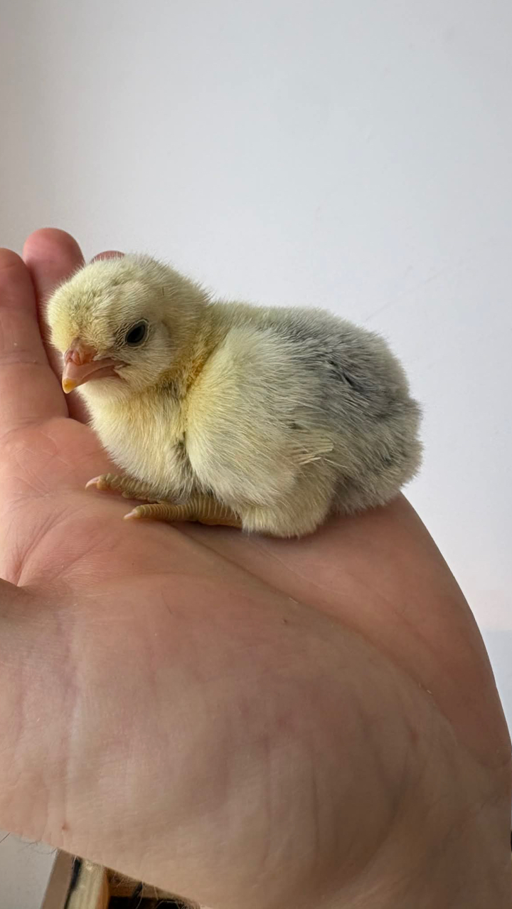 6 x Andalusian Hatching Eggs 5
