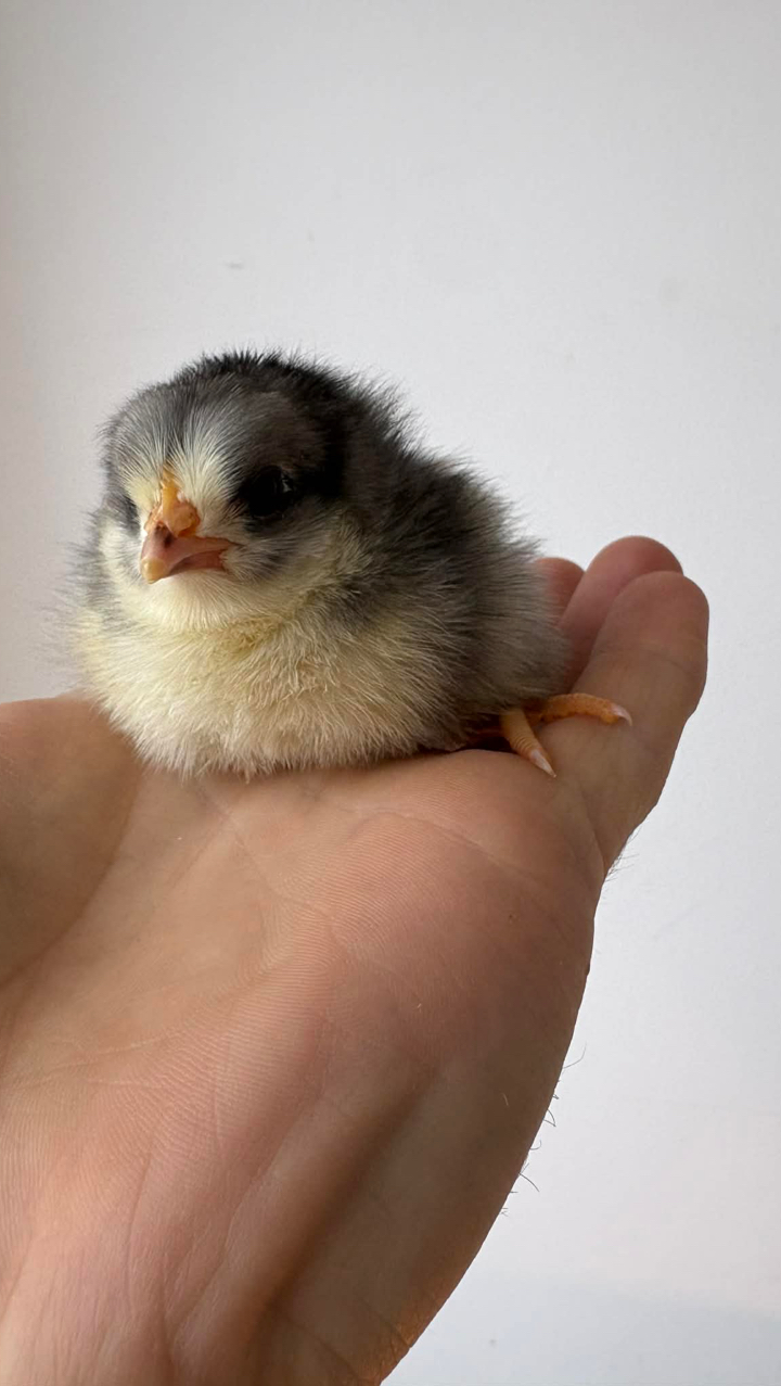 6 x Andalusian Hatching Eggs 4
