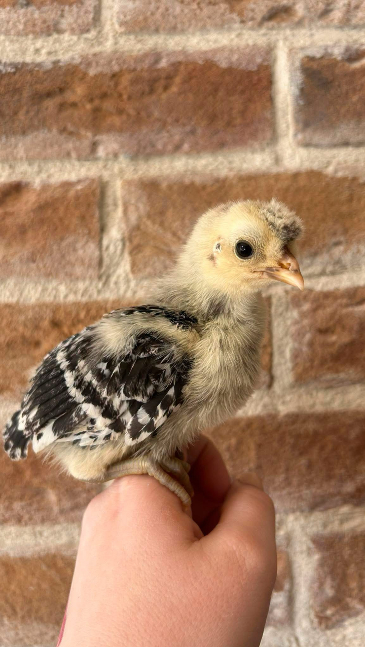 6 x Appenzeller Spitzhauben Hatching Eggs 3