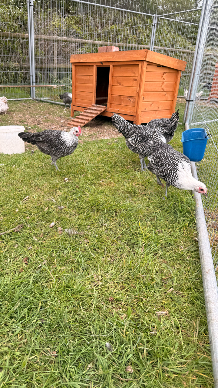 Silver Campine Hatching Eggs 2