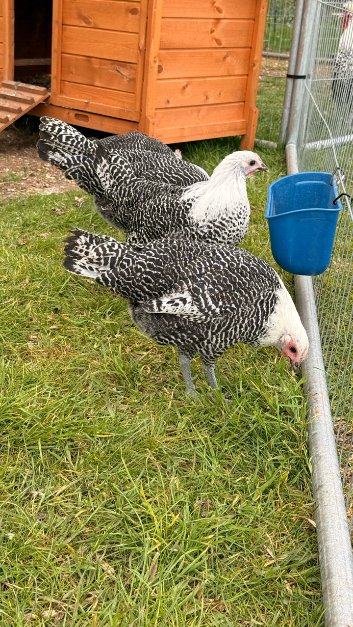 Silver Campine Hatching Eggs