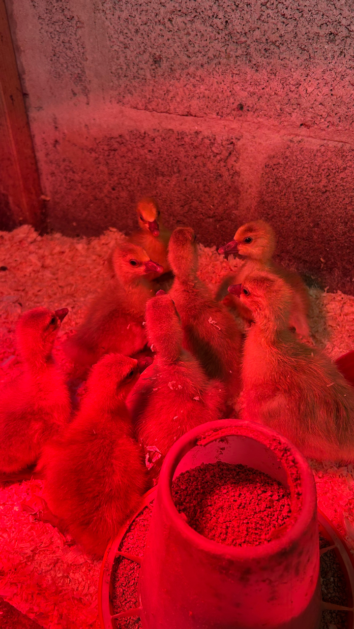 5 x Brecon buff goslings