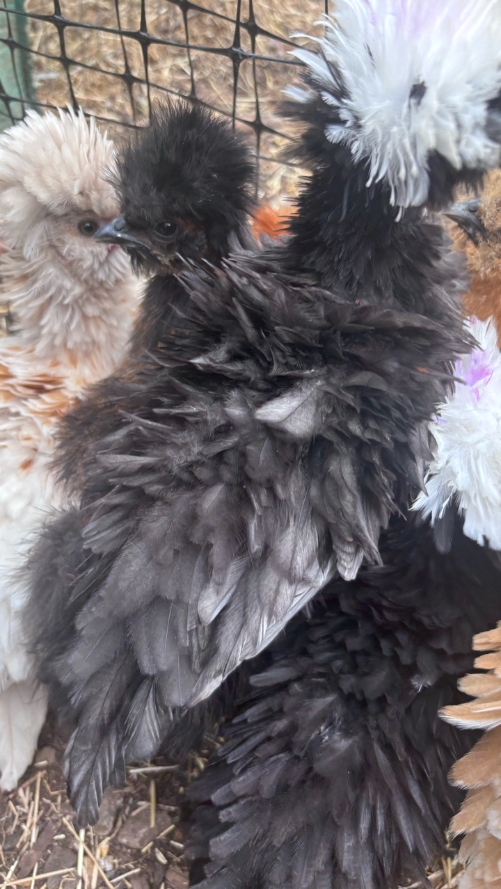 Polish Frizzle Cockerels 2