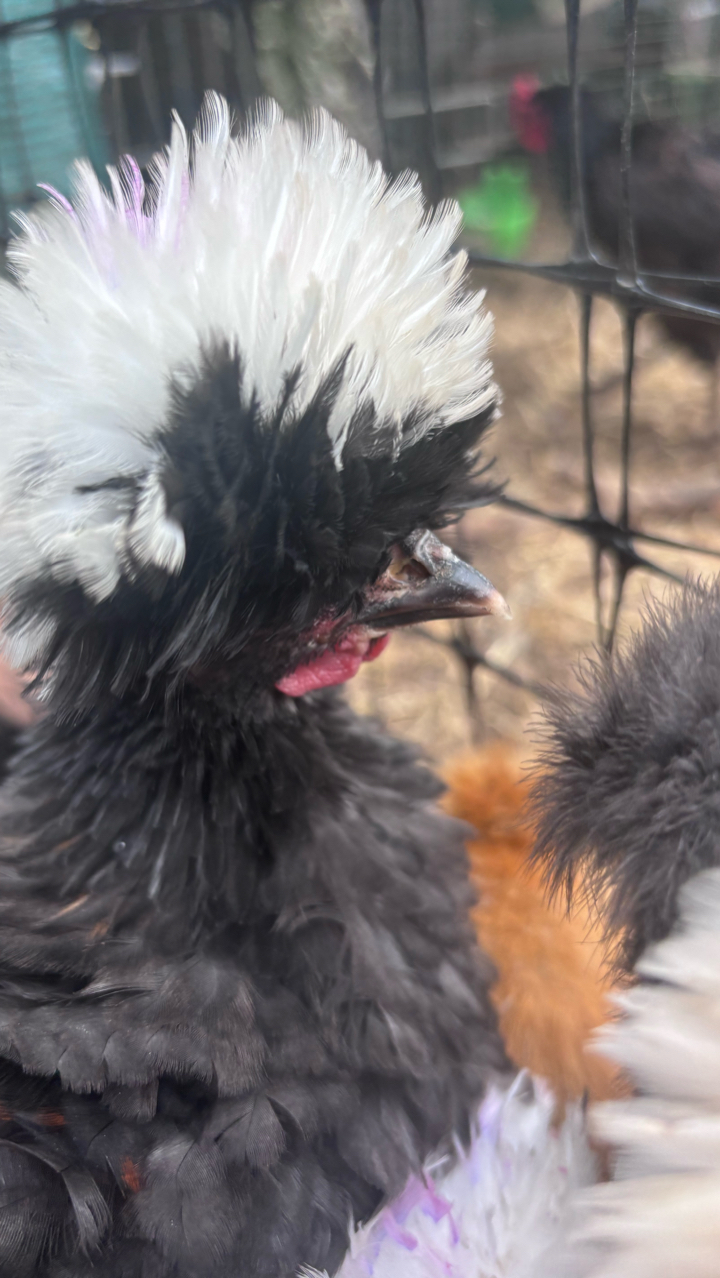 Polish Frizzle Cockerels