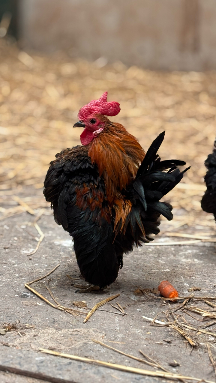 Mini Serama Hatching eggs x6