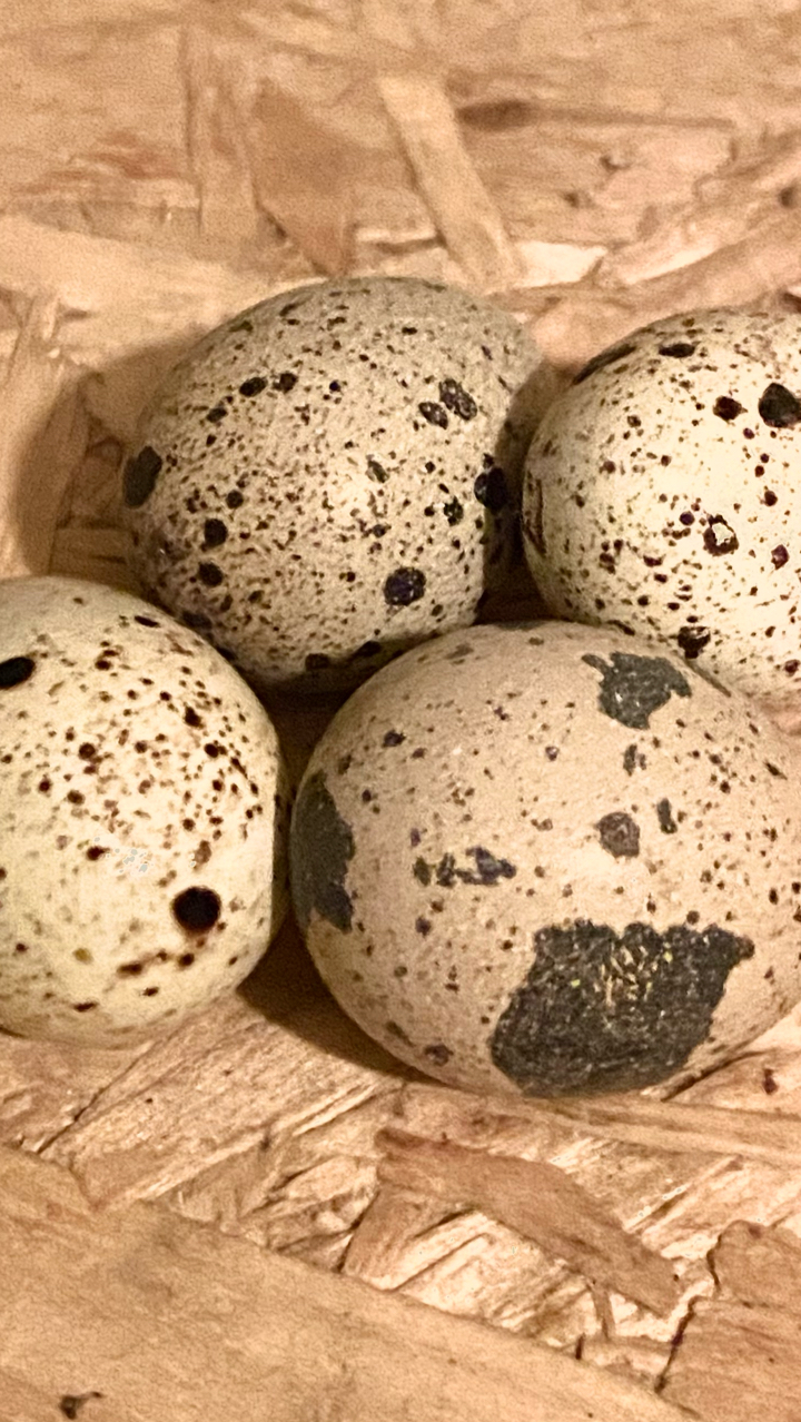 Coturnix Quail Hatching Eggs (12)