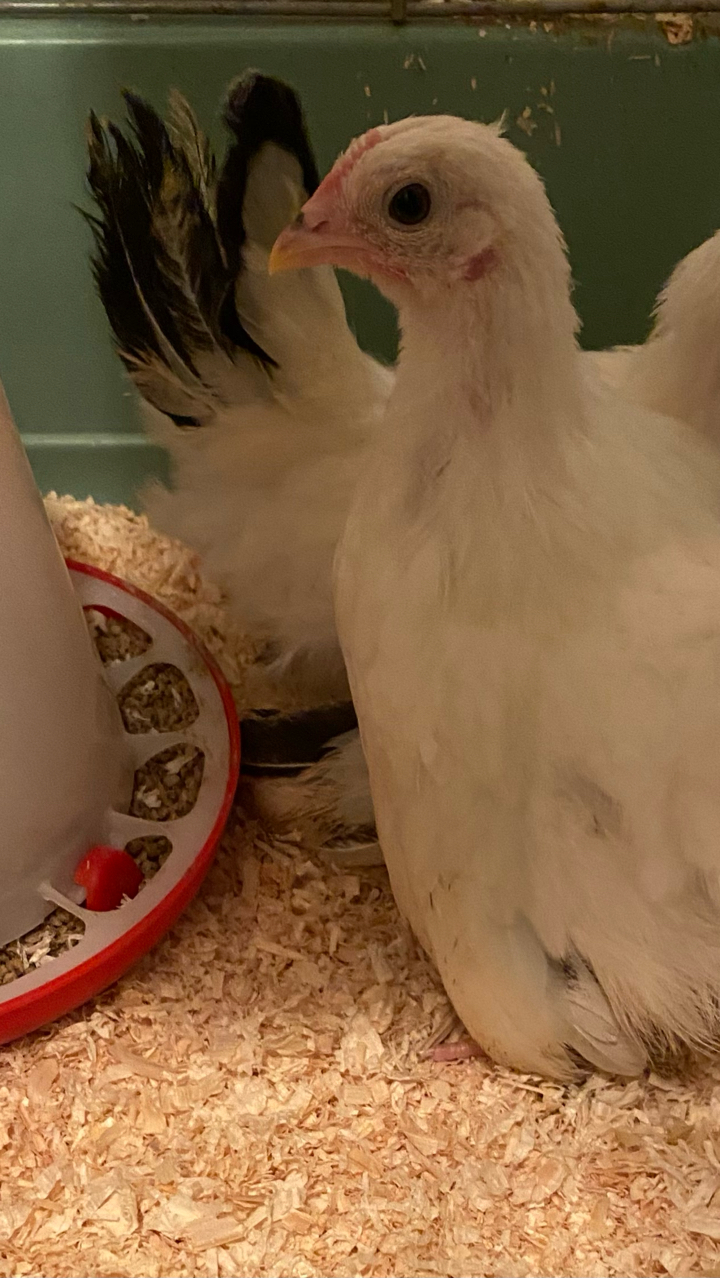 Japanese Bantam Hatching Eggs (6)