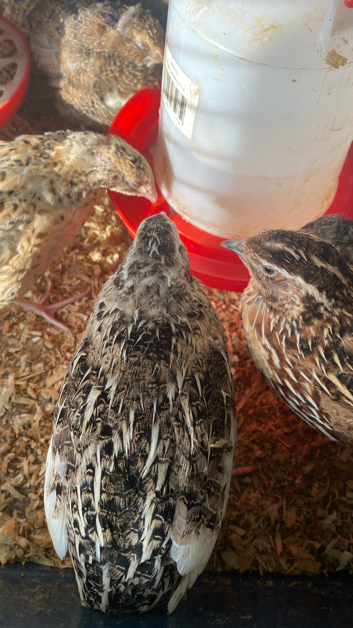 Coturnix Quail Hatching Eggs (12) 2